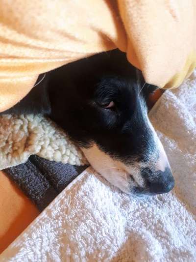 Hundetreffen-Gassirunde in  und um Waldstetten-Bild