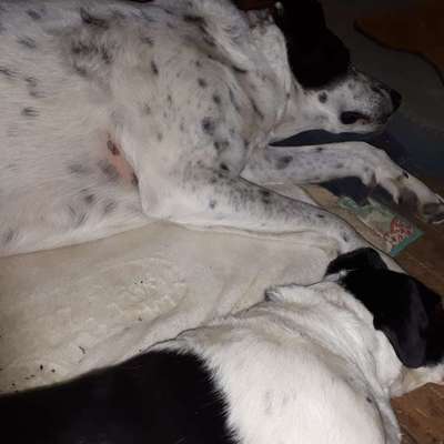 aktuelles Foto Gruppe Hunde aus dem Tierschutz