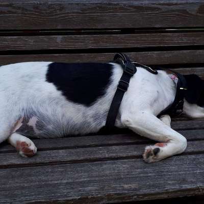 aktuelles Foto Gruppe Hunde aus dem Tierschutz