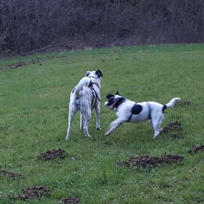 aktuelles Foto Gruppe Hunde aus dem Tierschutz