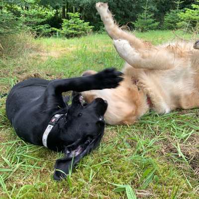 Hundetreffen-Welpentreff Schildesche/Gellershagen-Bild