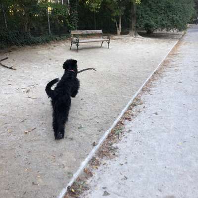 Hundetreffen-Gemeinsames Training-Bild