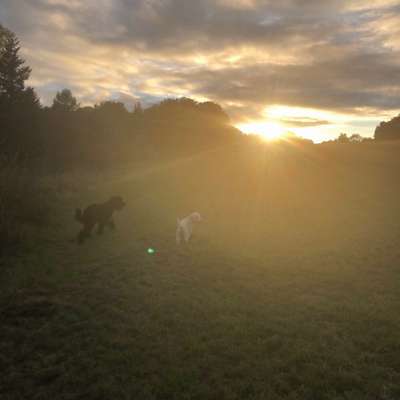 Hundetreffen-Hundetreff- groß, klein, jung, alt-Bild