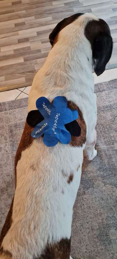 Medizinische Dienstleistungen-Mobile Physiotherapie für Hunde Nina van der Schoot-Bild