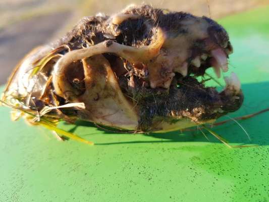 Hundeschädel?-Beitrag-Bild