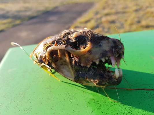 Hundeschädel?-Beitrag-Bild