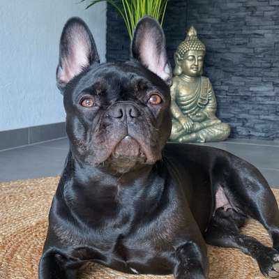 Hundetreffen-Spielpartner gesucht