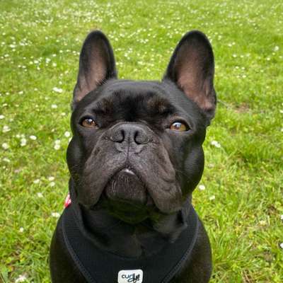 Hundetreffen-Spielpartner gesucht-Bild