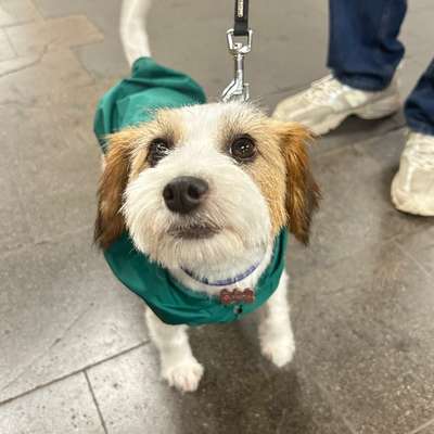 Hundetreffen-Gassipartner für kleine Hündin Olympia gesucht! 🐾-Bild