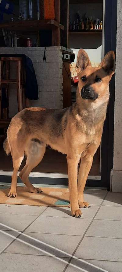 Zeigt mir eure Schäferhund Mischlinge :-)-Beitrag-Bild