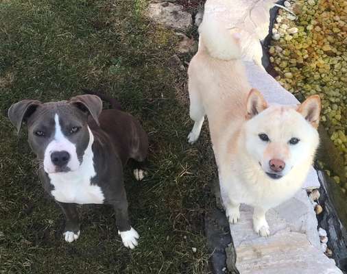 Bester Freund, Hundekumpel - zeigt her!-Beitrag-Bild