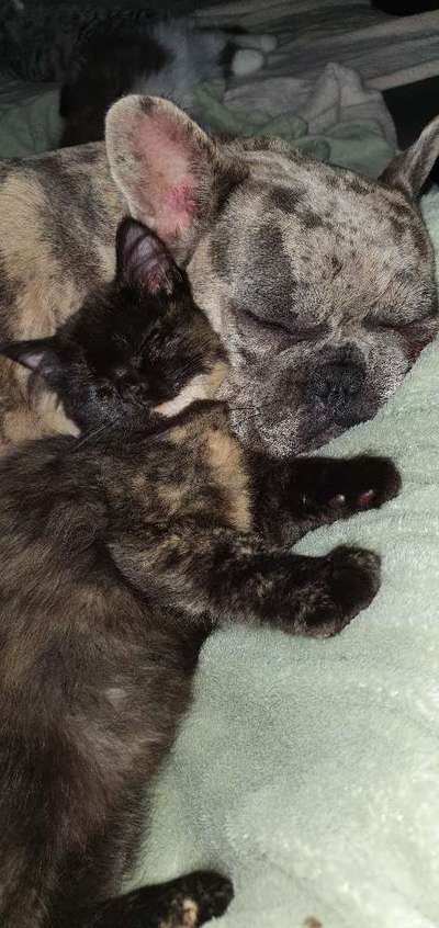 Französische Bulldoggen-Beitrag-Bild