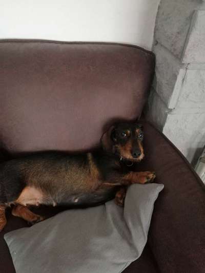 Suchmeldung-Abbi-Bild