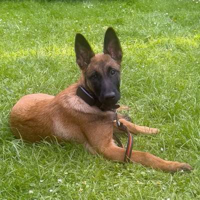 Hundetreffen-Gassirunden | Detmold | Welpen & ruhige Hunde-Bild