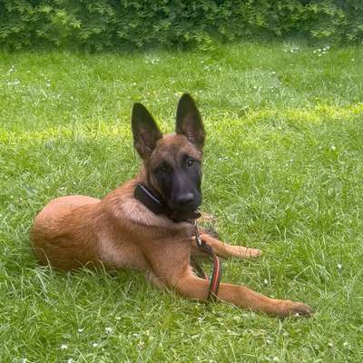 Hundetreffen-Welpen- & Junghunde in Detmold-Bild