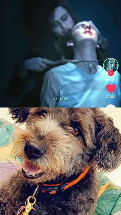 Wie heißt dein Hund?-Beitrag-Bild