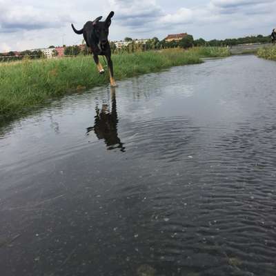 Hundetreffen-Hundefreundschaft Tempelhofer Feld-Bild