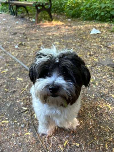 Hundetreffen-SPIELFREUND GESUCHT-Bild