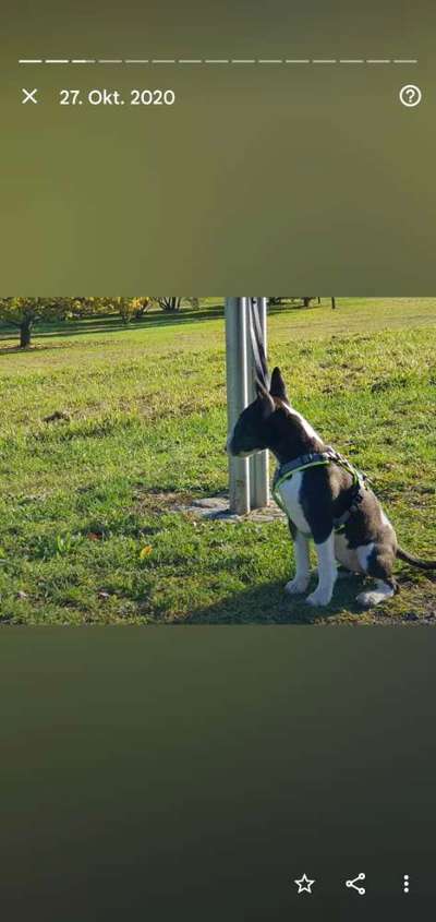 Bullterrier /Miniatur und/oder Standard-Beitrag-Bild