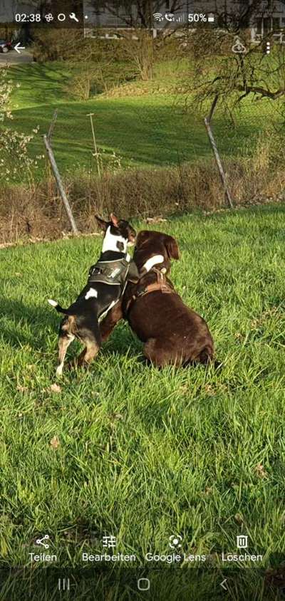 Miniatur Bull Terrier-Beitrag-Bild