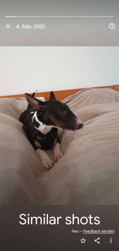 Bullterrier /Miniatur und/oder Standard-Beitrag-Bild