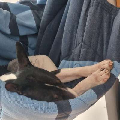 Miniatur Bull Terrier-Beitrag-Bild