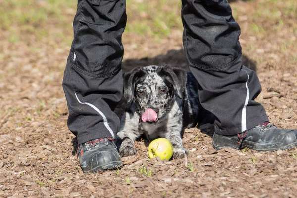 Aussiedors oder Leopard Labrador Gruppe-Beitrag-Bild