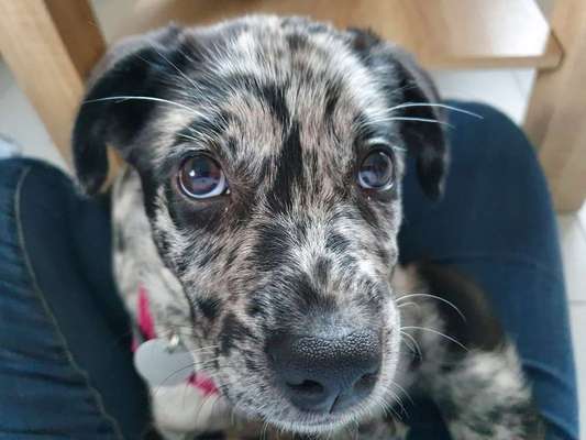 CHALLENGE NR. 19 - Der Hundeblick-Beitrag-Bild