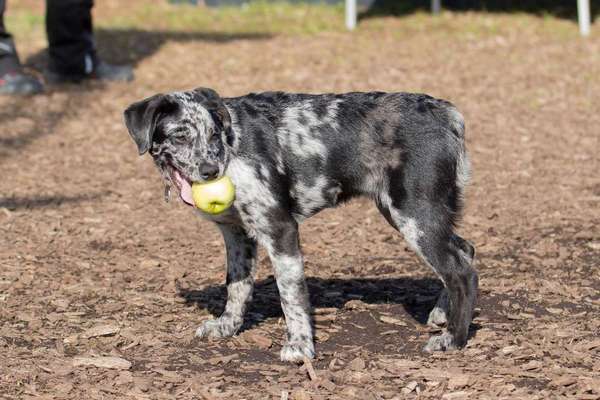 Aussiedors oder Leopard Labrador Gruppe-Beitrag-Bild