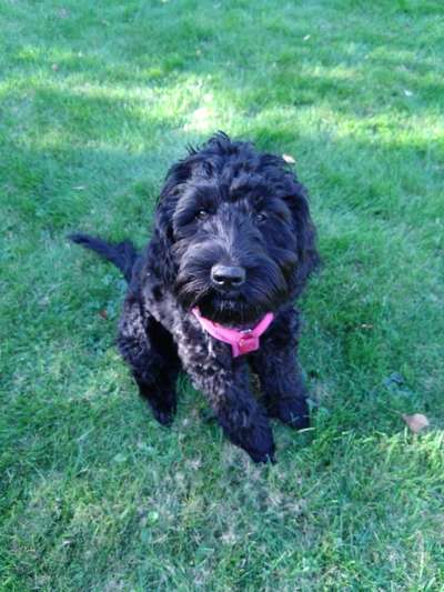 Hundetreffen-Spielen und Toben-Bild