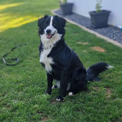 Hundetreffen-Neue Hundebekanntschaften-Bild