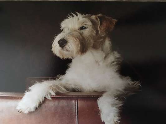 Unsere Fellnasen im Regenbogenland-Beitrag-Bild