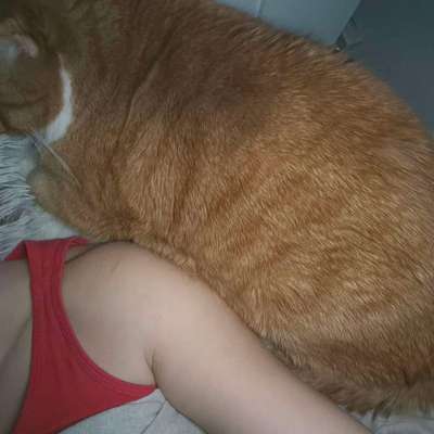 Darf der Hund bei Euch im Bett schlafen?-Beitrag-Bild