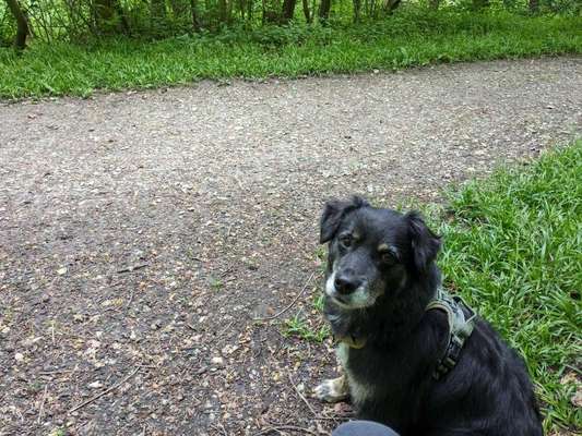 Hundetreffen-Trainingspartner für entspannte Hundebegegnungen-Bild