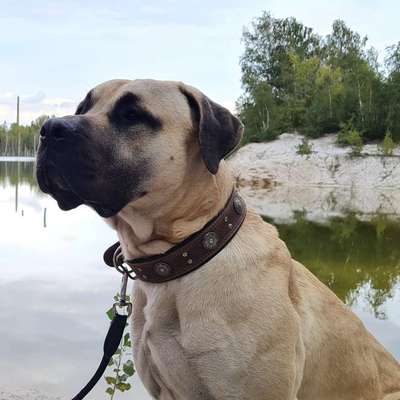 Hundetreffen-Hundetreffen Hundewiese Bad Dürrenberg-Profilbild