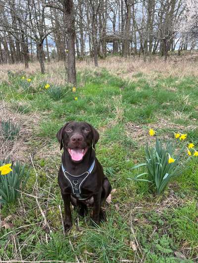 Hundetreffen-Spaziergänge und spielen-Bild