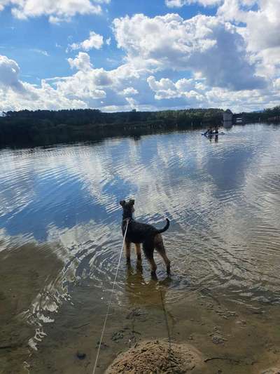 Fotosammlung: ,,Der natürliche Hund" Unbearbeitet, ungestellt und in Natura-Beitrag-Bild