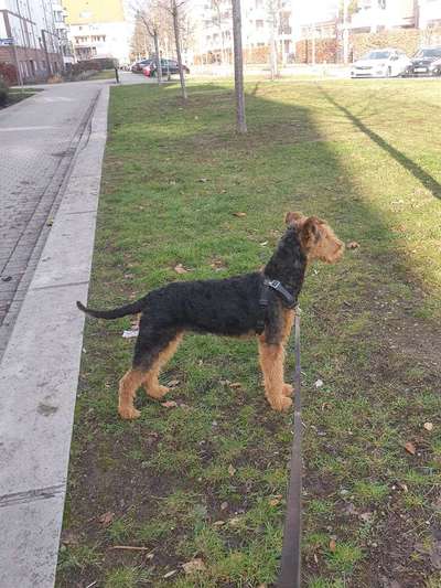 Airedale Terrier-Beitrag-Bild
