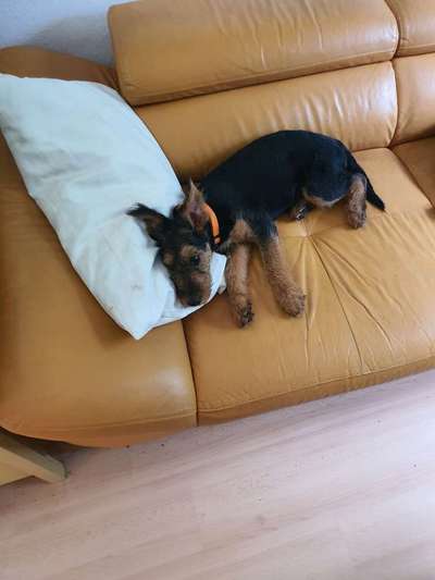 Airedale Terrier-Beitrag-Bild