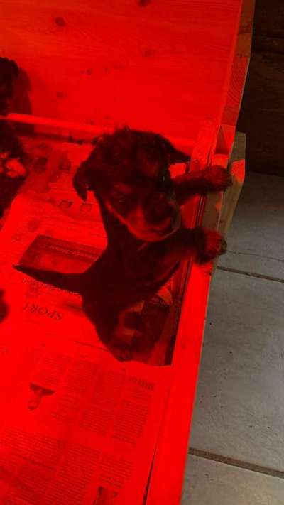 Welpen Bilder !-Beitrag-Bild