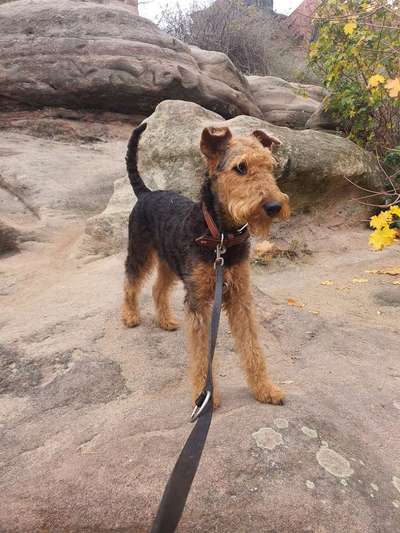 Reinrassige Hunde?-Beitrag-Bild