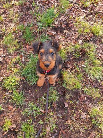 Seltene Rassen!-Beitrag-Bild