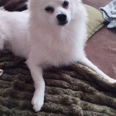 Spitz--Zwergspitz--kleinspitz---mittelspitz----Großspitz--Wolfsspitz-Beitrag-Bild