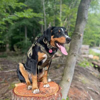 Hundetreffen-Spike sucht guten Hundefreund-Bild