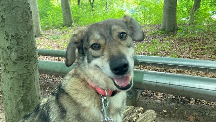 Hunde Porträt (Portrait) Galerie....-Beitrag-Bild