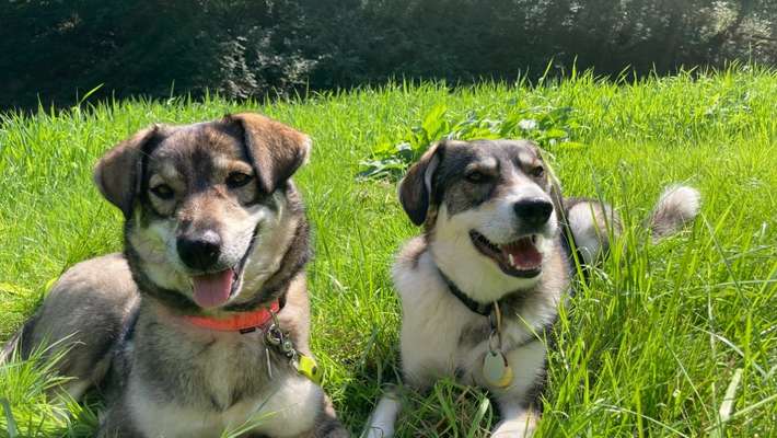 Fotosammlung: ,,Der natürliche Hund" Unbearbeitet, ungestellt und in Natura-Beitrag-Bild