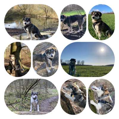 29. Collagen Challenge - Wandern mit Hund-Beitrag-Bild