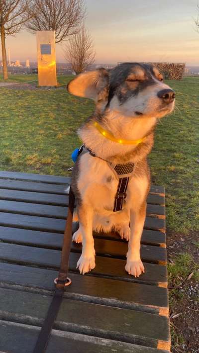 36. Handy Foto Challenge - Sonnenanbeter-Beitrag-Bild