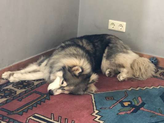 Postet das beste Foto von euren 4 beinern-Beitrag-Bild