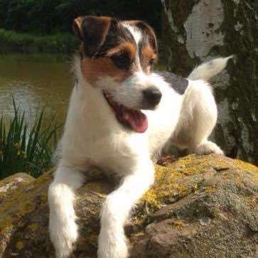 Foto's und Hundemodels-Beitrag-Bild